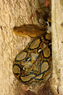 Reticulated Python
