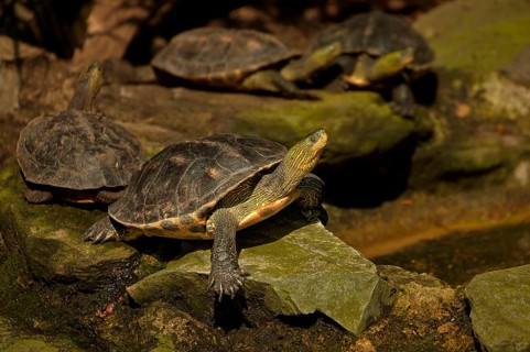 Chinese stripe-necked turtle