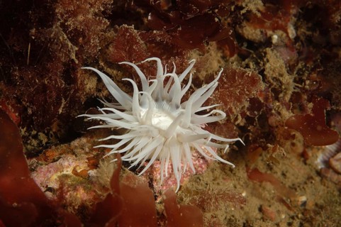Sea anemone