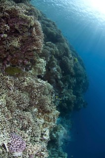 Staghorn Coral