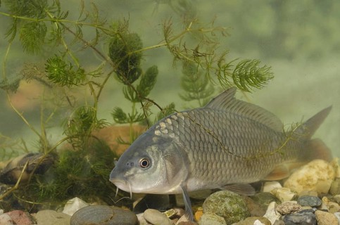 Common Carp