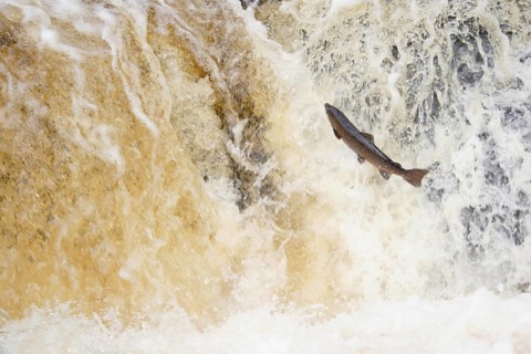 Atlantic salmon