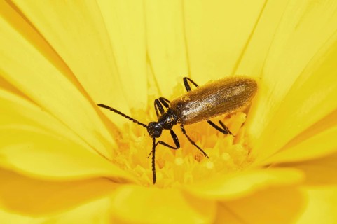 Darkling Beetle