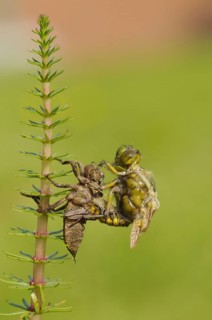Broad-bodied Chaser adult