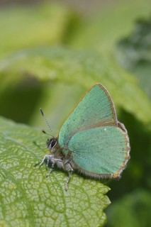 Green Hairstreak