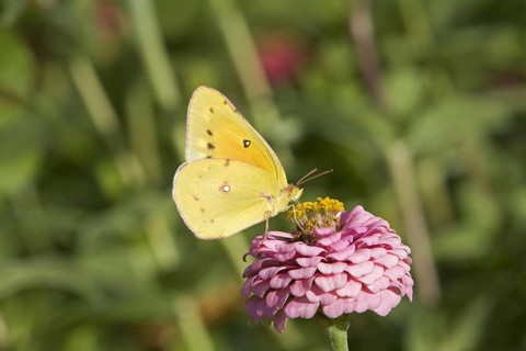 Pink-edged Sulphur