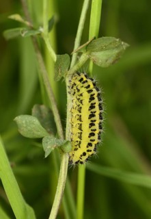 Five-spot burnet
