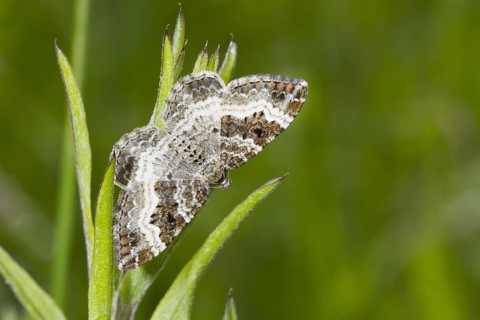 Common Carpet