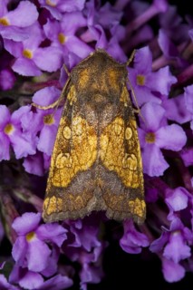 Frosted orange moth