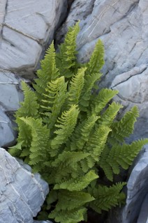 Rigid Buckler Fern