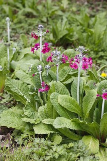 Flowering candelabra primula