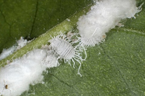 Greenhouse mealybugs