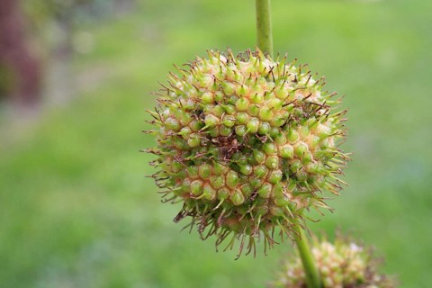 London Plane
