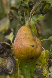 Fruit deformity on common european pear
