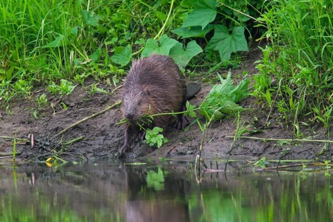 Eurasian beaver