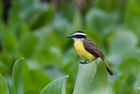 Great kiskadee