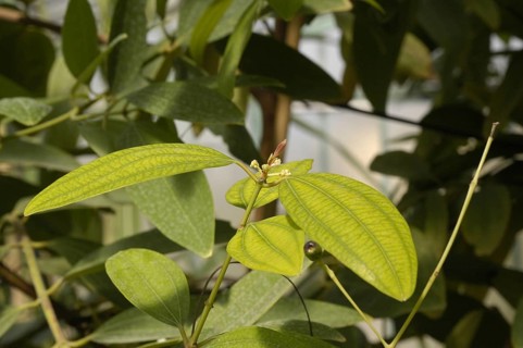 Ceylon Cinnamon Tree