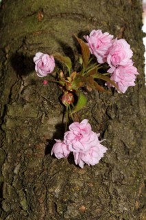 Japanese ornamental cherry