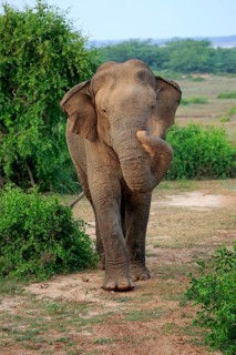 Sri lankan elephant