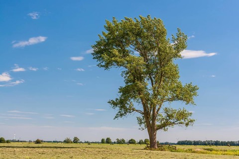 x canescens GREY POPLAR