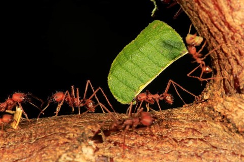 Leafcutter ant