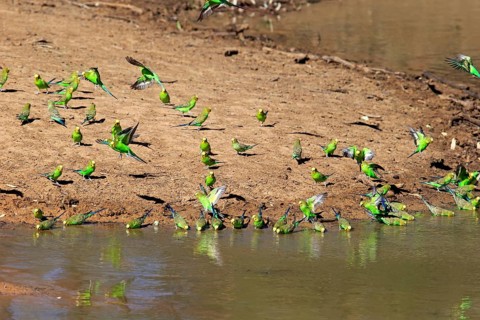 Budgie