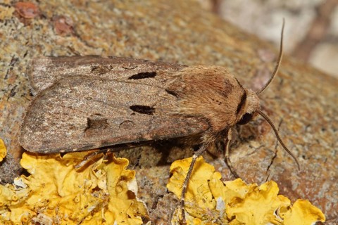 Common Grass Owl