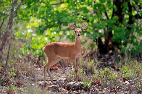 Steenbok
