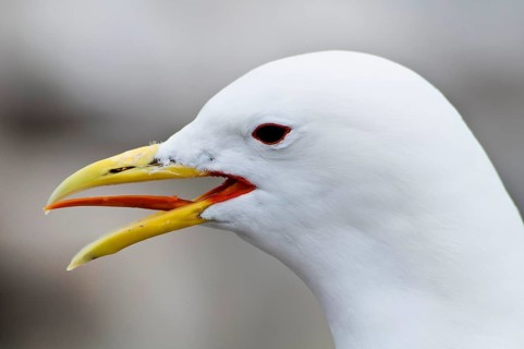 Larus tridactylus
