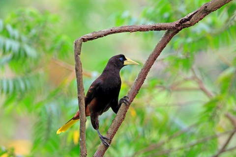 Crested oropendola