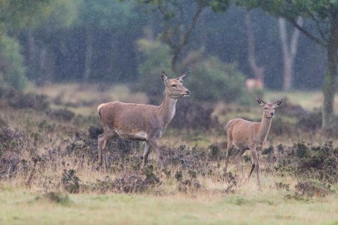 Red Deer
