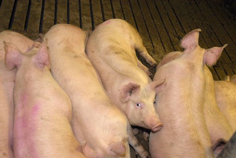 Domestic Pig