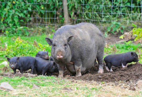 Domestic pig