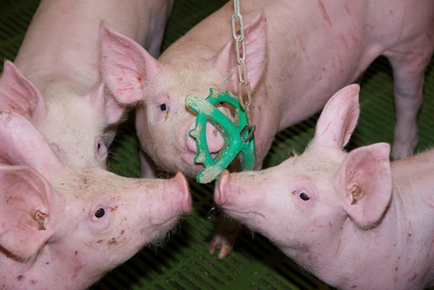 Pig farming