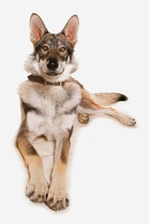 Domestic Dog