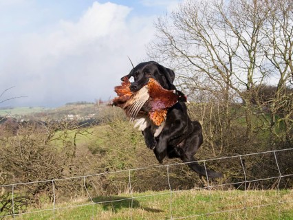 Domestic dog