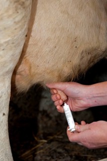 Cattle farming
