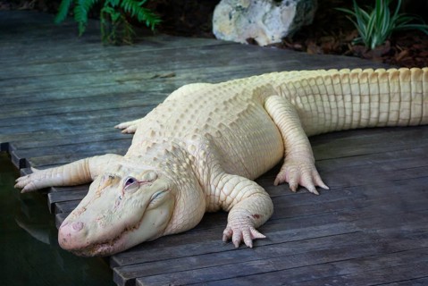 American american alligator