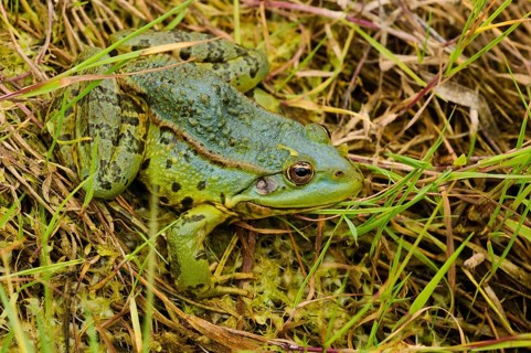 Marsh frog