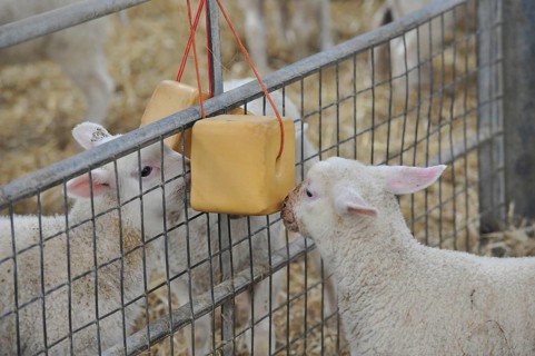 Domestic Sheep