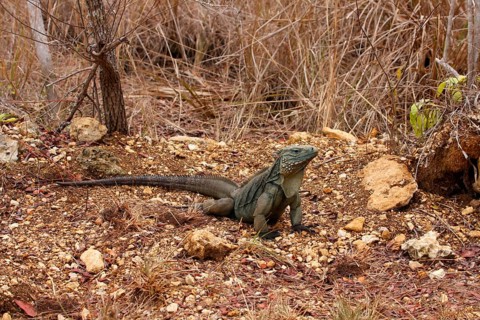 Blue iguana