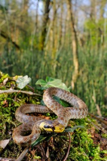 Aesculapian snake