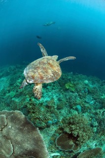 Green Turtle