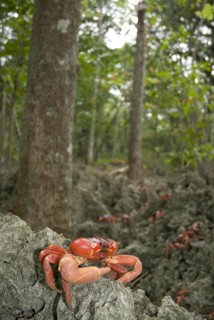 Christmas island red crab