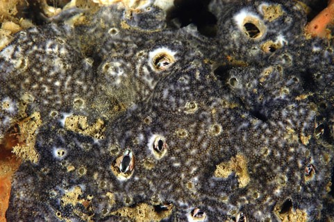 Sea squirt