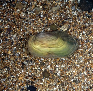Great Pond Mussel