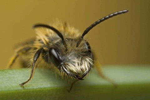 Mining Bee