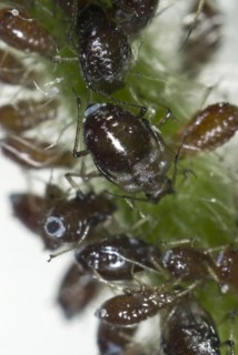 Campion aphids
