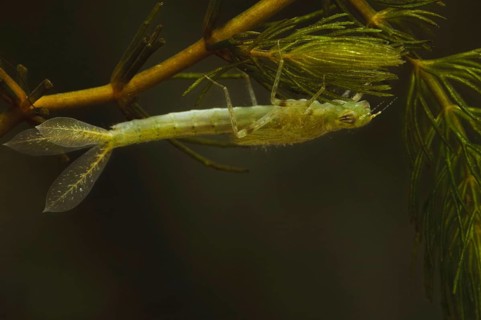 Blue-tailed damselfly