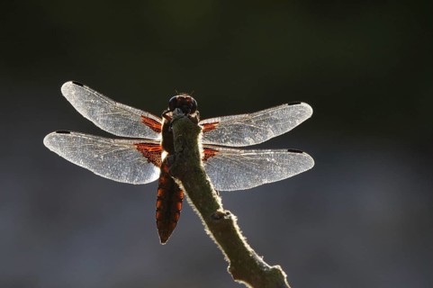 Broad-bodied Chaser